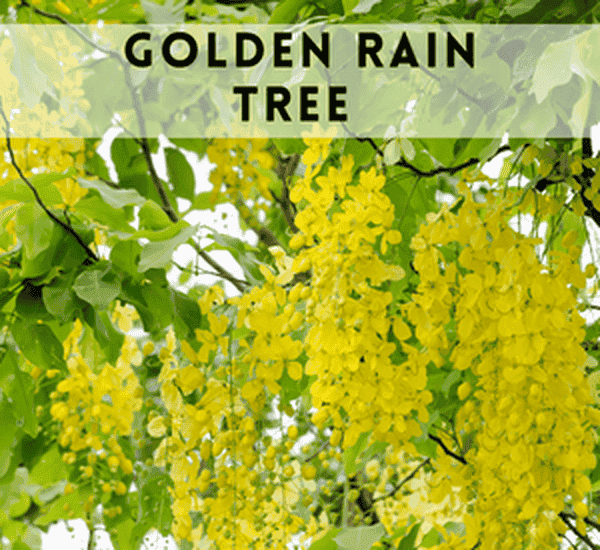 Golden Rain Tree