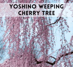 Yoshino Weeping Cherry Tree