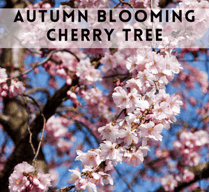 Autumn Blooming Cherry