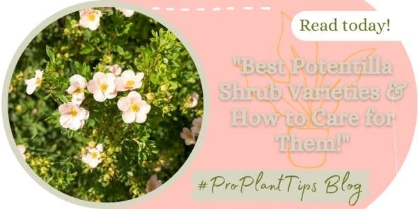 Best Potentilla Shrub Varieties & How to Care for Them!