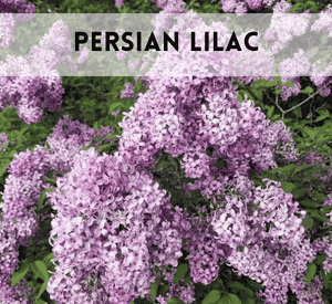 Persian Lilac