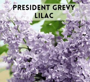 President Grevy Lilac