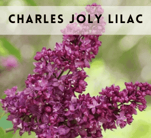 Charles Joly Lilac