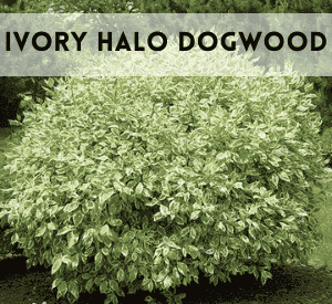 Ivory Halo Dogwood