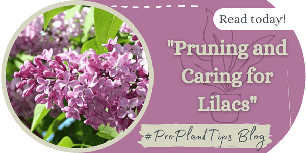 Pruning & Caring for Lilacs