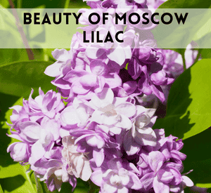 Beauty of Moscow Lilac