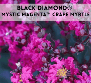 Black Diamond® Mystic Magenta™ Crape Myrtle Shrub