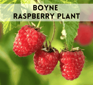 Boyne Raspberry Plant