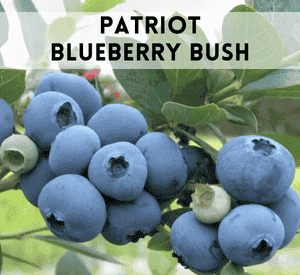 Patriot Blueberry Bush