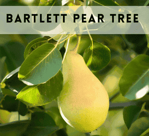 Bartlett Pear Tree