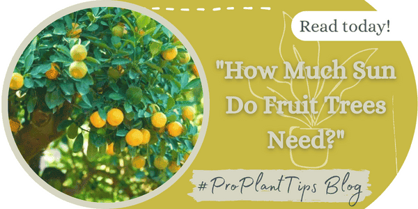 How Much Sun Do Fruit Trees Need?