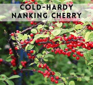 Nanking Cherry Tree