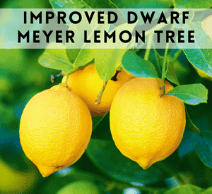 Improved Dwarf Meyer Lemon Trees