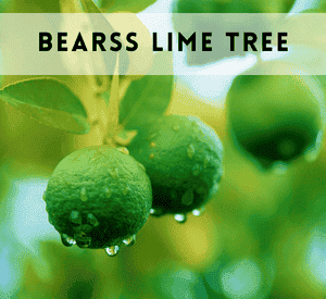 Bearss Lime Tree