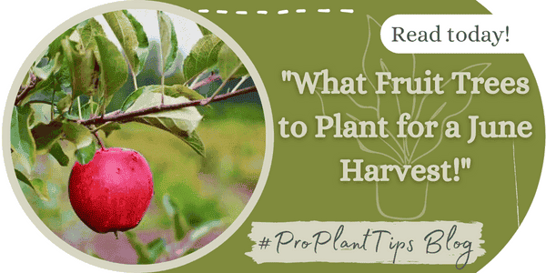 What Fruit Trees to Plant for a June Harvest