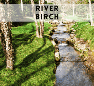 River Birch