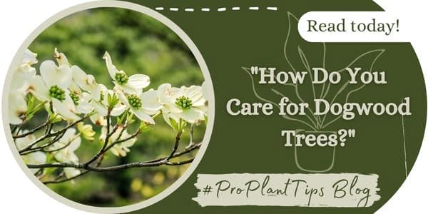 How Do You Care for Dogwood Trees?