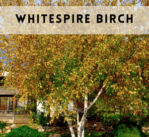 Whitespire Birch