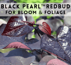 Black Pearl™ Redbud