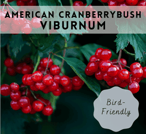 American Cranberrybush Viburnum