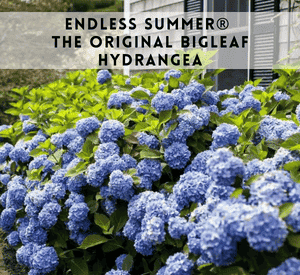 Endless Summer® The Original Bigleaf Hydrangea