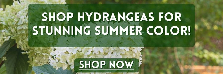 Shop Hydrangeas for Stunning Summer Color