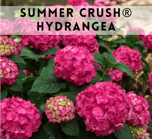 Endless Summer® Summer Crush® Bigleaf Hydrangea