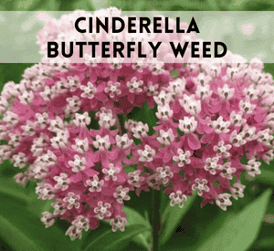 Cinderella Butterfly Weed