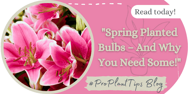 Spring Planted Bulbs- And Why You Need Some