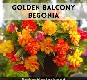 Golden Balcony Begonia