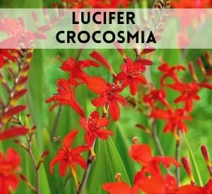 Lucifer Crocosmia