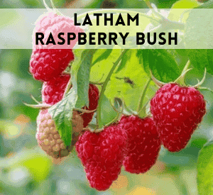 Latham Raspberry Bush