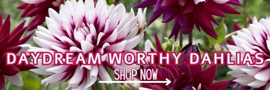 Day Dream Worthy Dahlias