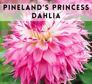 Pineland's Princess Dahlia