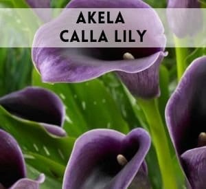 Akela Calla Lily