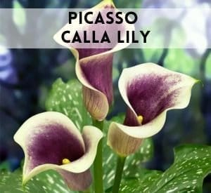 Picasso Calla Lily