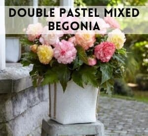 Double Pastel mixed Begonia