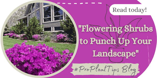 Flowering Shrubs to Punch Up Your Landscape