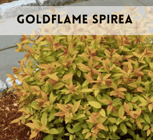 Goldflame Spirea