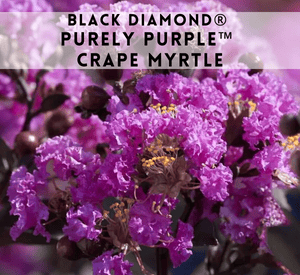 Black Diamond® Purely Purple™ Crape Myrtle