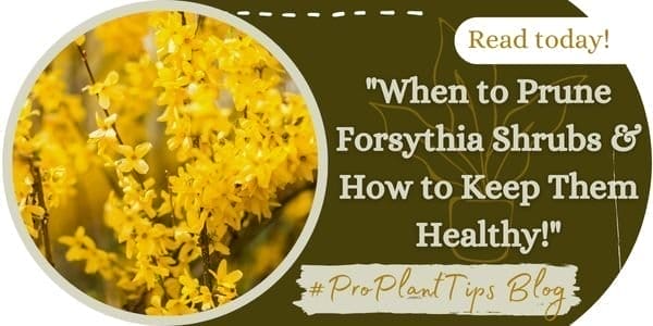 When to Prune Forsythia Shrubs & How to Keep Them Healthy!