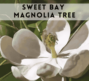 Sweet Bay Magnolia Tree