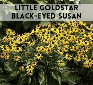 Little Goldstar Black-Eyed Susan