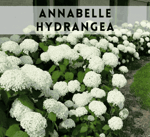 Annabelle Hydrangea