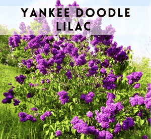 Yankee Doodle Lilac