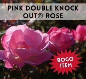 Pink Double Knock Out® Rose