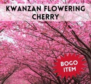 Kwanzan Flowering Cherry