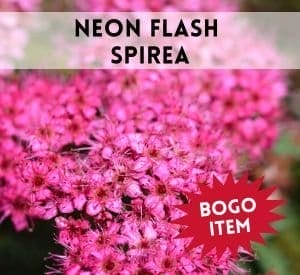 Neon Flash Spirea