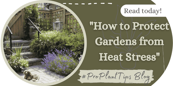 How to Protect Gardens From Heat Stress