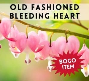 Old Fashioned Bleeding Heart